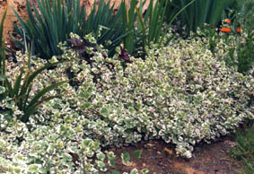 Glechoma hedracea 'variegata'